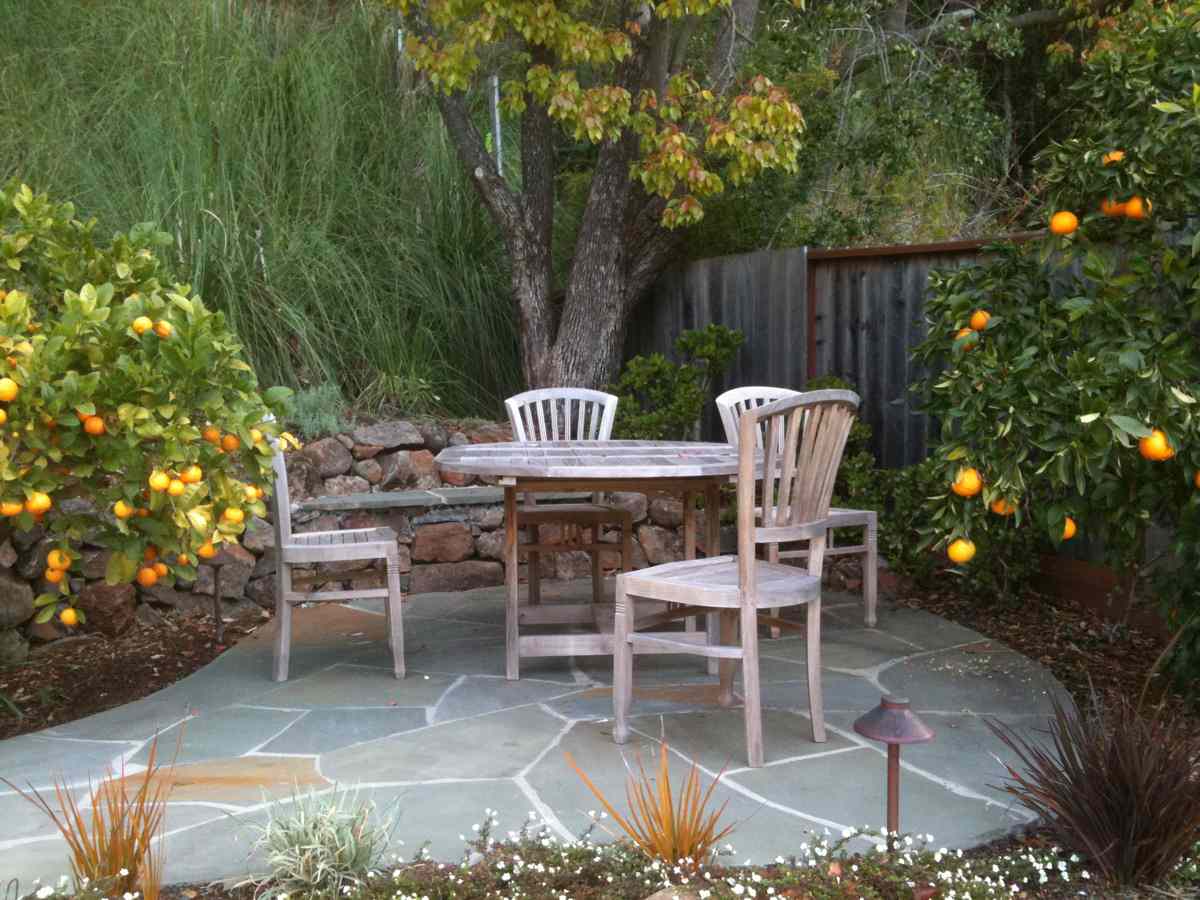 Citrus tree foliage